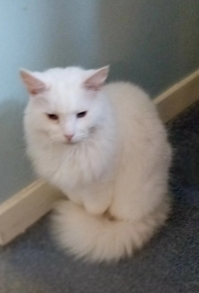 Lap dances, strippers and punch-ups - the Excellent Cats arrange a stag party