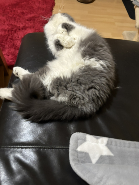 Pampered, Persian, Princess Penelope