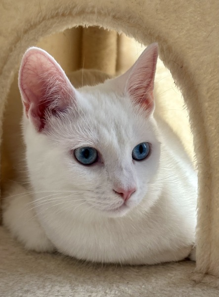 Lap dances, strippers and punch-ups - the Excellent Cats arrange a stag party