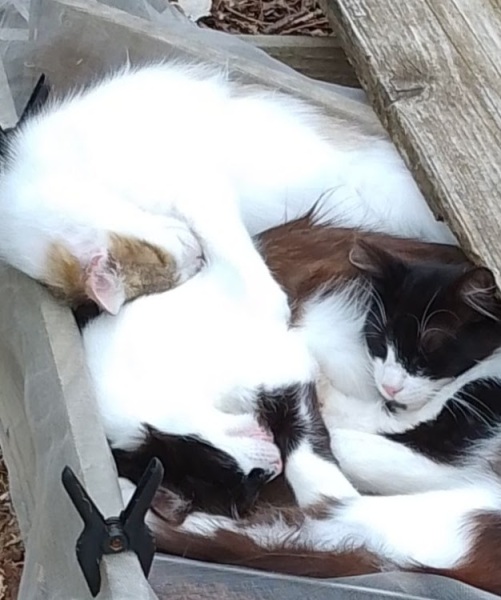 Taking on three rescue cats!