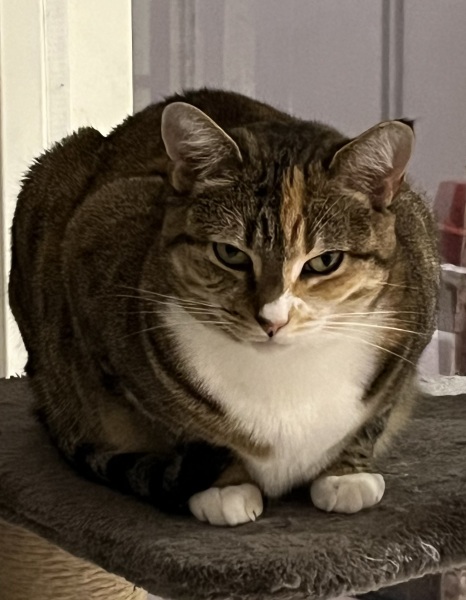 Lap dances, strippers and punch-ups - the Excellent Cats arrange a stag party