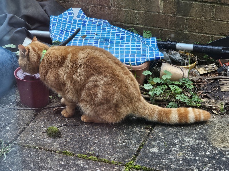 Thread 17: Starmer: Treading softly.