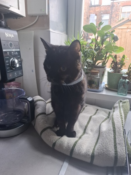 Picking up our cat that's been 'missing' for years