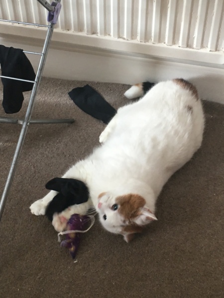 Lap dances, strippers and punch-ups - the Excellent Cats arrange a stag party