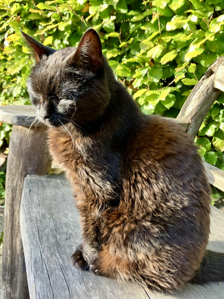 Lap dances, strippers and punch-ups - the Excellent Cats arrange a stag party