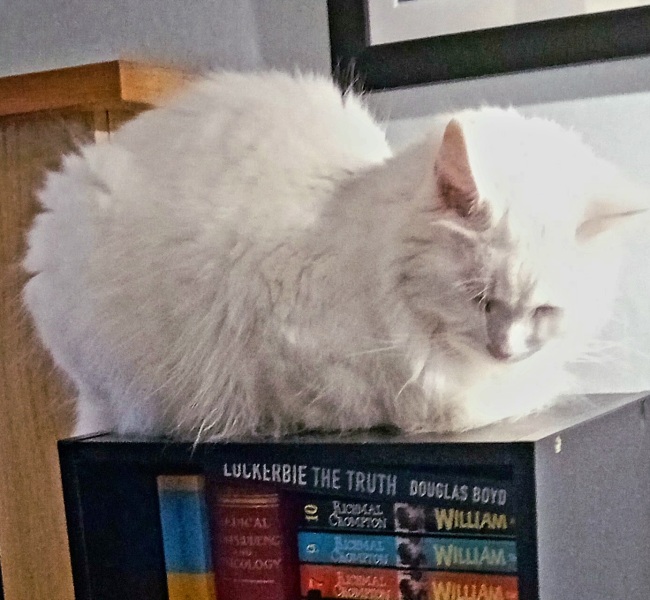 Lap dances, strippers and punch-ups - the Excellent Cats arrange a stag party