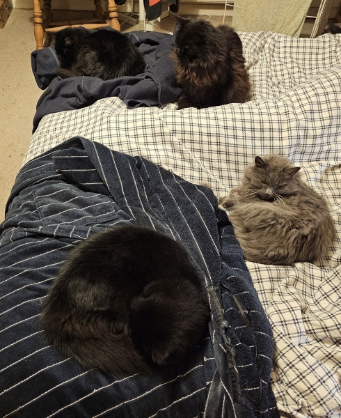 Lap dances, strippers and punch-ups - the Excellent Cats arrange a stag party