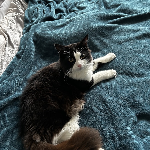 Black and white cats. (pics please!)