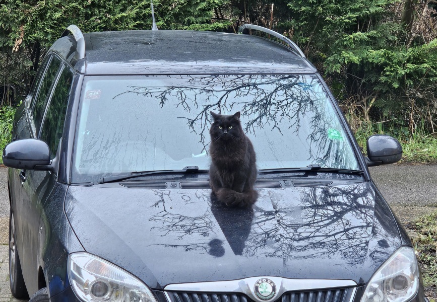 Lap dances, strippers and punch-ups - the Excellent Cats arrange a stag party