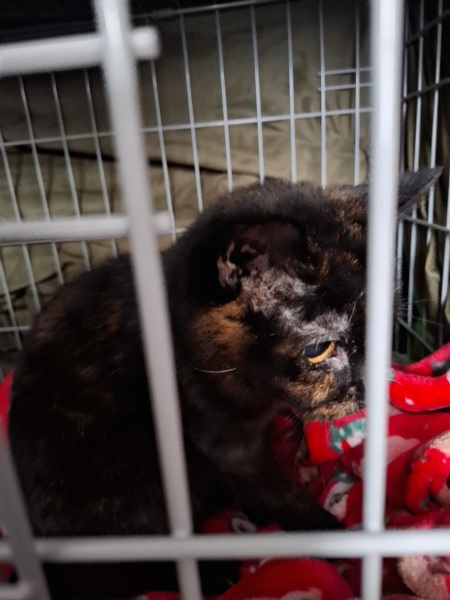 Picking up our cat that's been 'missing' for years