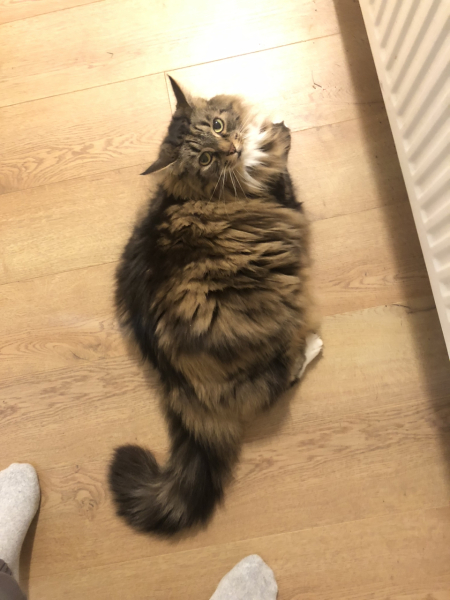 Keeping cat bum clean?