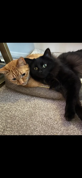 Show me the most unhinged looking photo you have of your cat