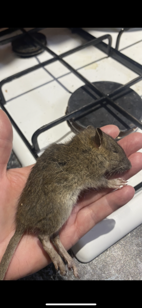 Ragdolls desperate to go outside