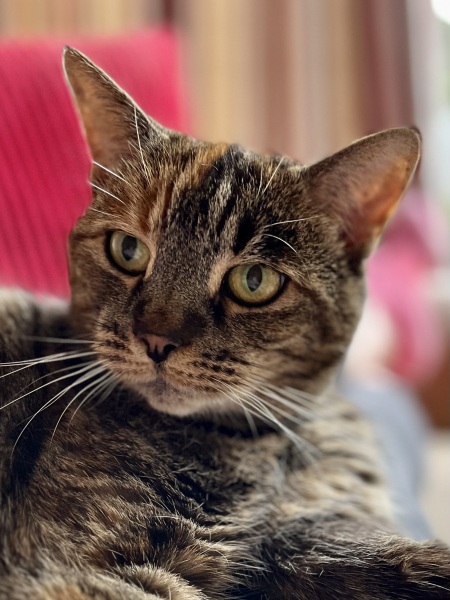 Show me your elderly cats