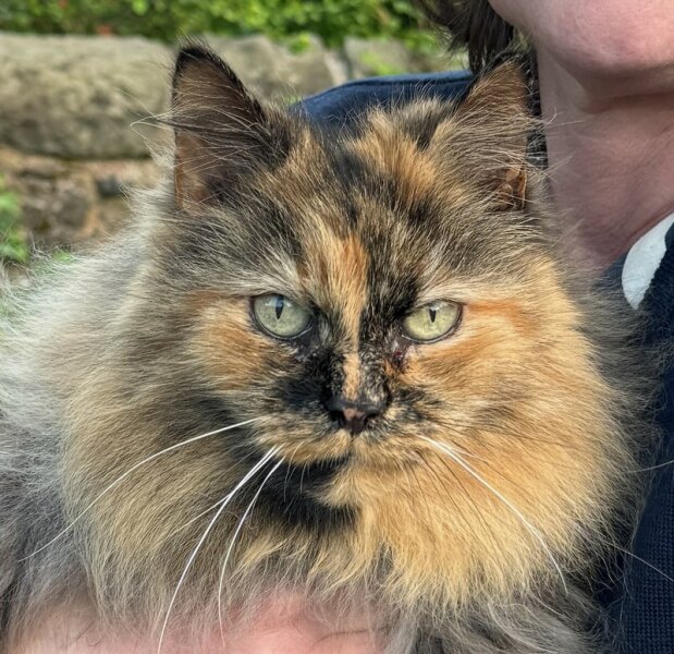 Anyone got a tortie?