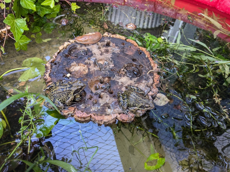 WHAT is this in my Garden?!?!?