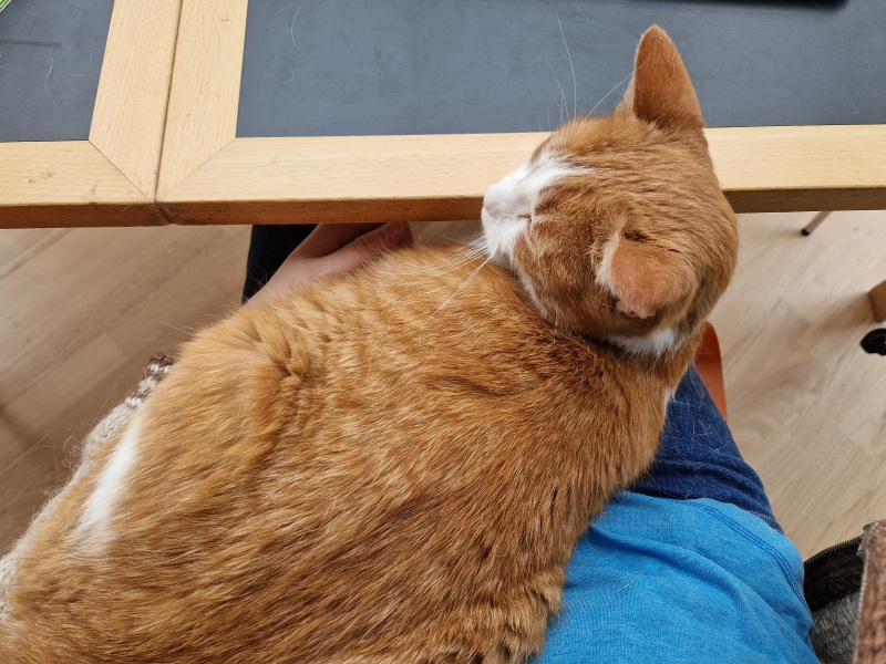 Lap dances, strippers and punch-ups - the Excellent Cats arrange a stag party