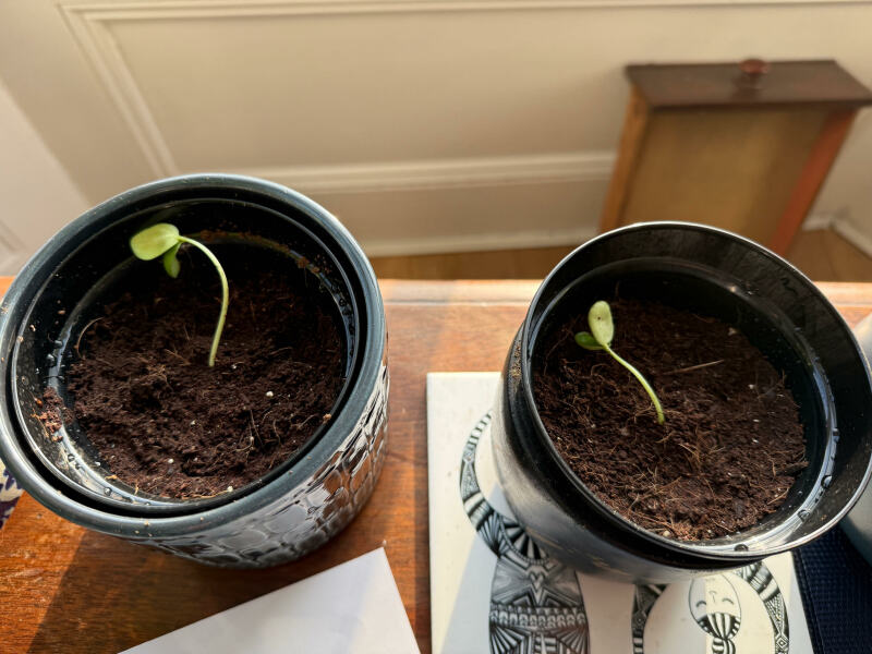 First time house plant grower needs advice