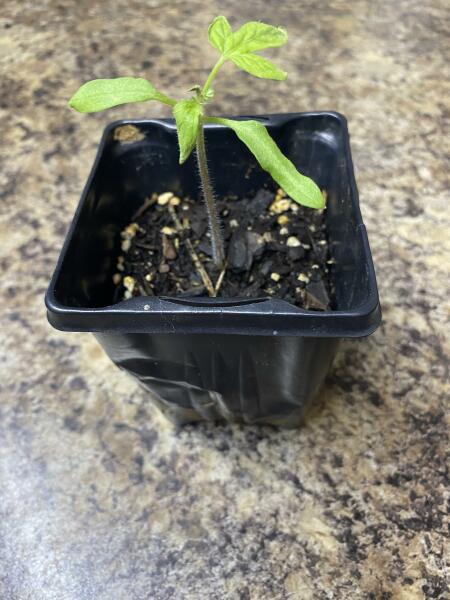 First time house plant grower needs advice