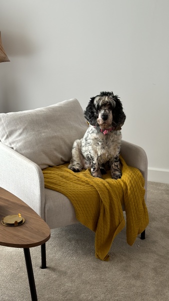 Old Cocker Spaniel
