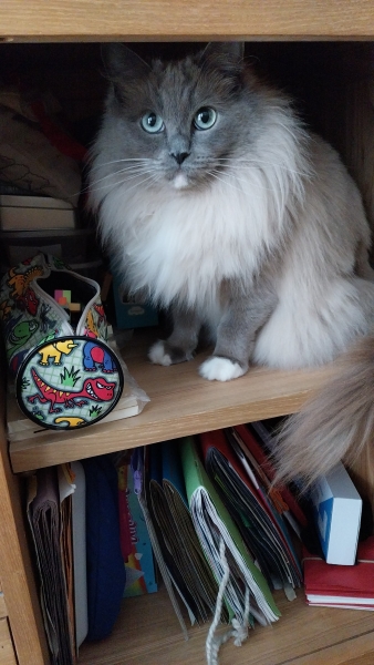 Ragdoll cats are not like typical cats...