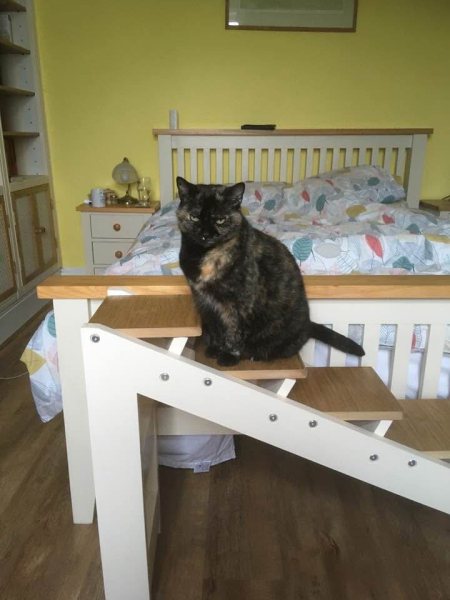 Ridiculous things we do for our cats