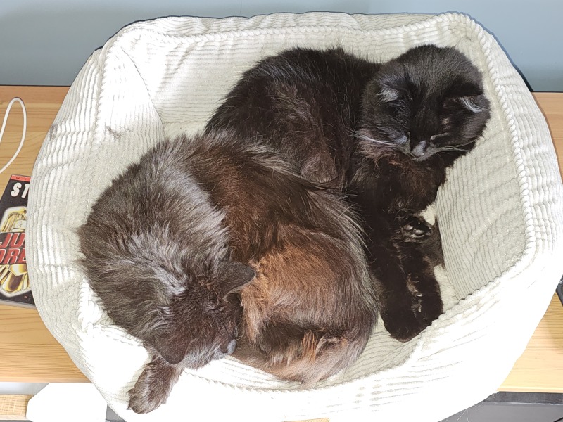 Lap dances, strippers and punch-ups - the Excellent Cats arrange a stag party