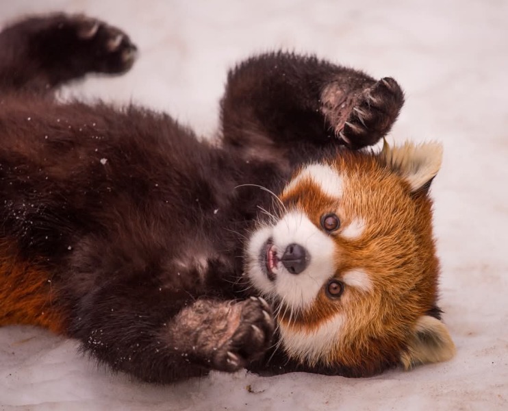 The Bluestocking. All gerbils welcome, must have own frou-frou skirt.