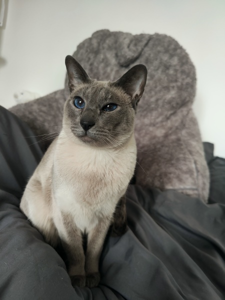 Siamese cats - what is the breed like?