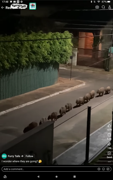 The Bluestocking. All gerbils welcome, must have own frou-frou skirt.