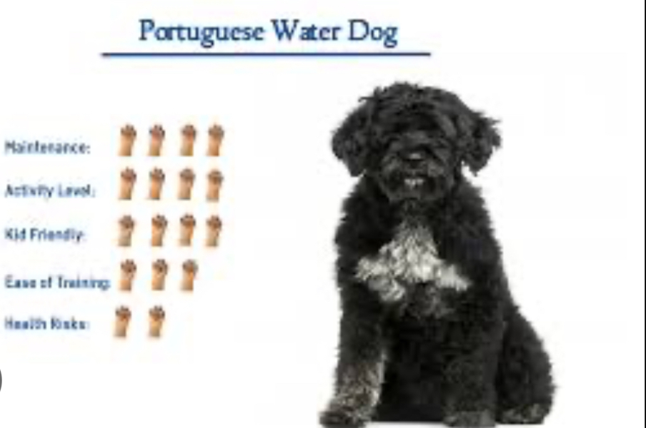 Does this breed exist?!