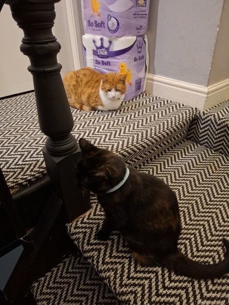 Picking up our cat that's been 'missing' for years