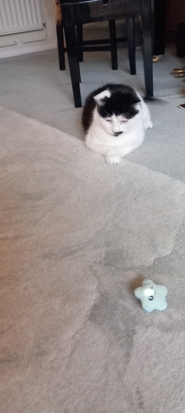 Lap dances, strippers and punch-ups - the Excellent Cats arrange a stag party