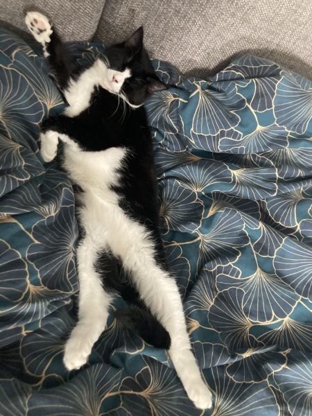 Rescue cats, show me yours!