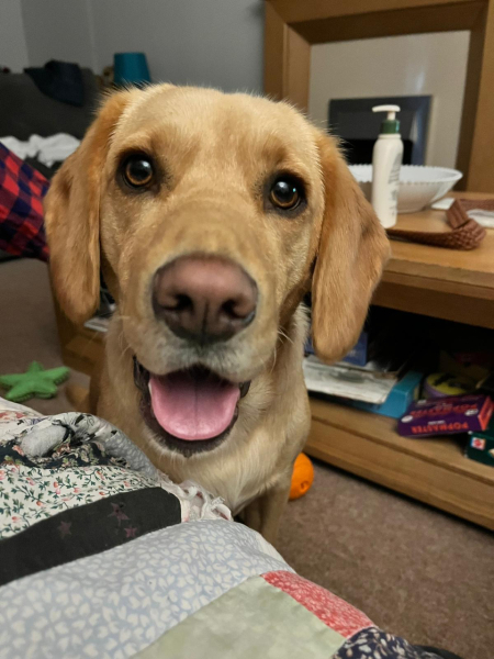Golden retriever personality but smaller