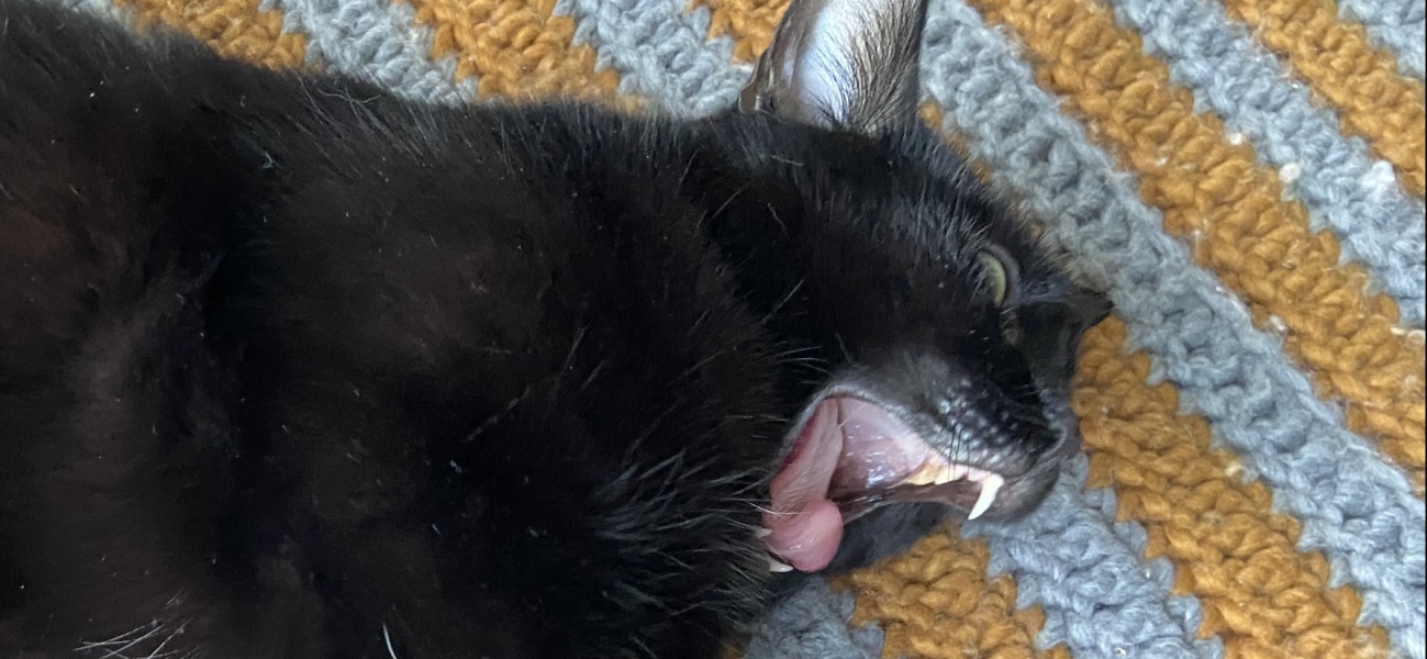 Show me the most unhinged looking photo you have of your cat