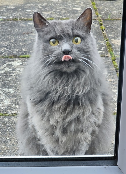 Lap dances, strippers and punch-ups - the Excellent Cats arrange a stag party