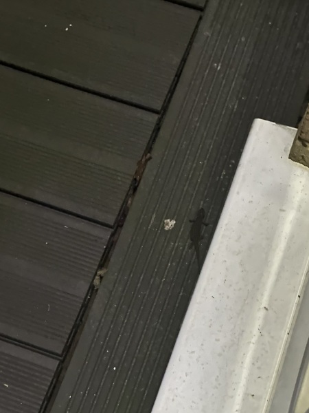 WHAT is this in my Garden?!?!?