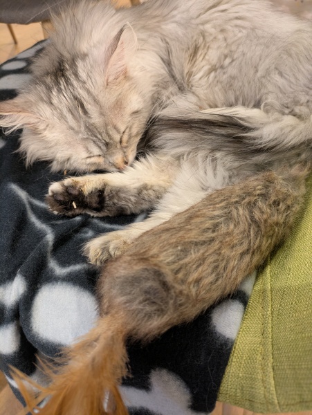 Syringe-feeding poorly kitten