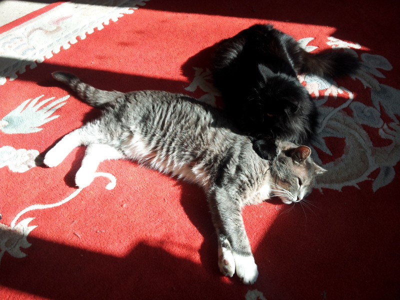 Rescue cats, show me yours!