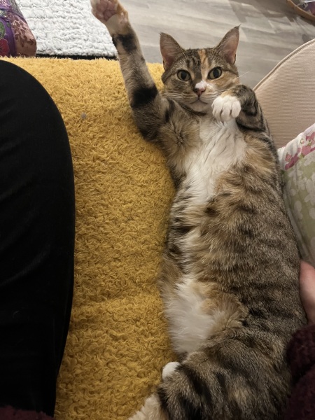 Lap dances, strippers and punch-ups - the Excellent Cats arrange a stag party