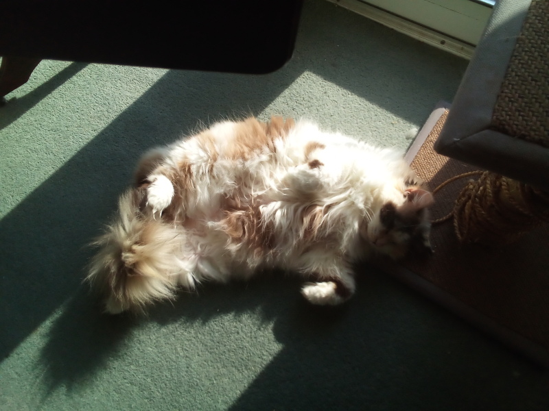 Lap dances, strippers and punch-ups - the Excellent Cats arrange a stag party