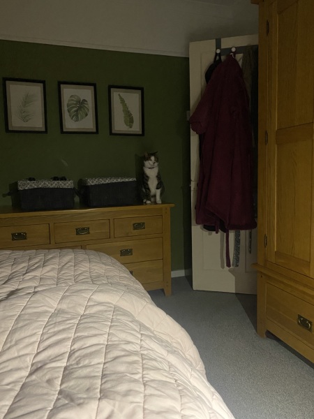 Show me the most unhinged looking photo you have of your cat