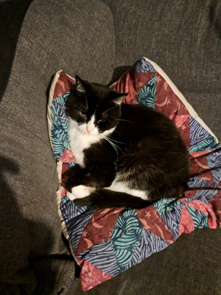 Rescue cats, show me yours!