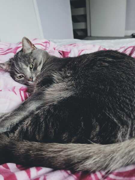 Rescue cats, show me yours!