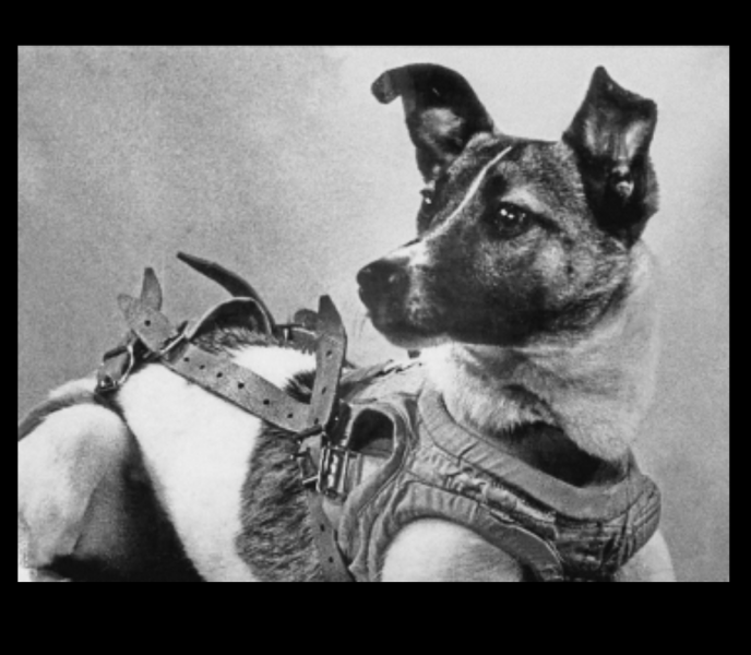 Romanian dog rescue