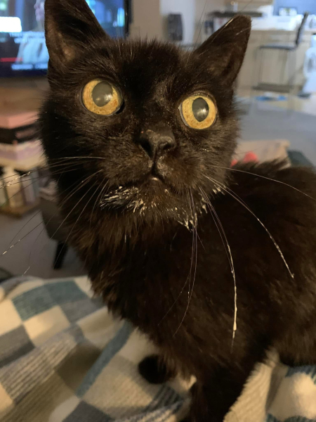 Picking up our cat that's been 'missing' for years
