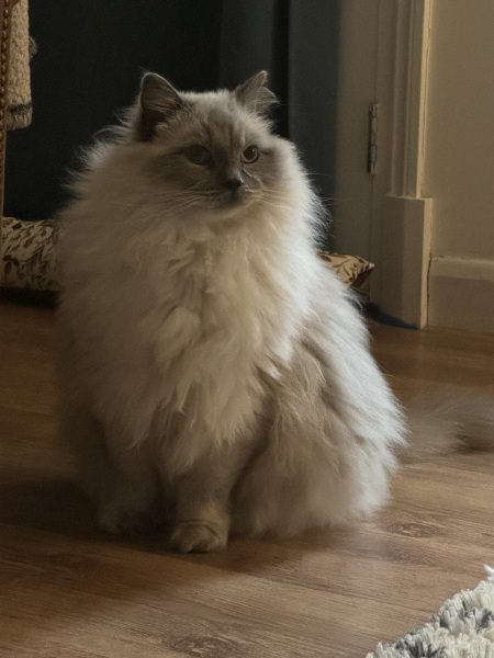 Ragdoll cats are not like typical cats...
