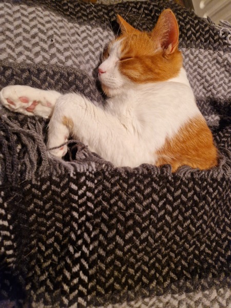 Lap dances, strippers and punch-ups - the Excellent Cats arrange a stag party