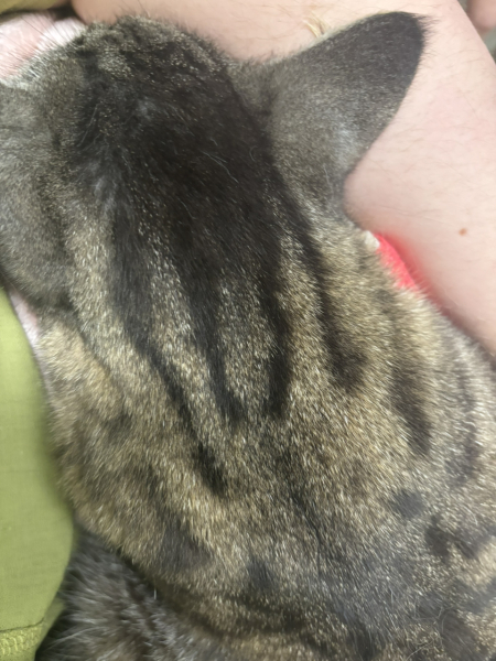 Treat or euthanise senior cat and seizures